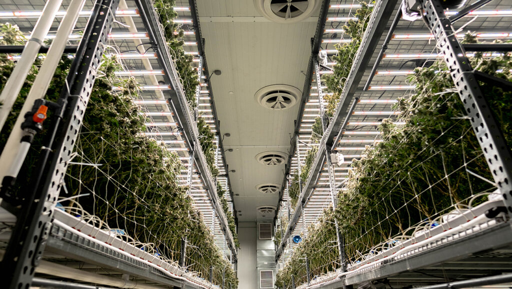 Cultivation and Dispensary