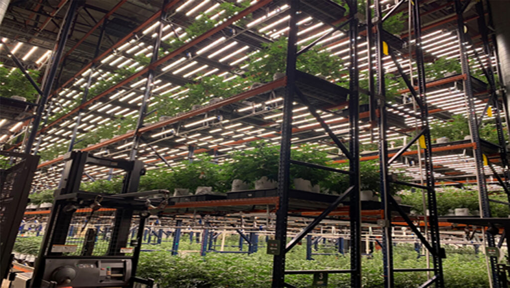 Cannabis Cultivation