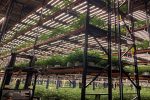 Cannabis Cultivation