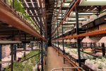 Cannabis Cultivation