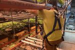 Cannabis Cultivation